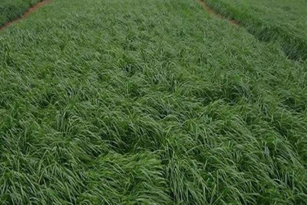 牧草黑麥草一畝地用多少種子？如何把握用量呢