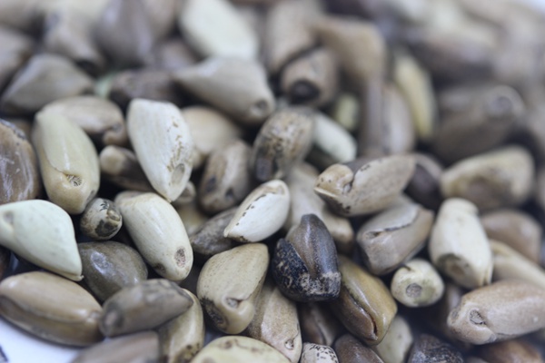 墨西哥玉米草畝播種量多少？如何播種