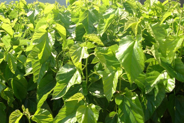 桑樹(shù)用作畜飼草可產(chǎn)多少茬