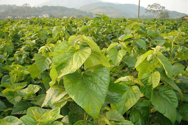 桑樹(shù)用作畜飼草可產(chǎn)多少茬