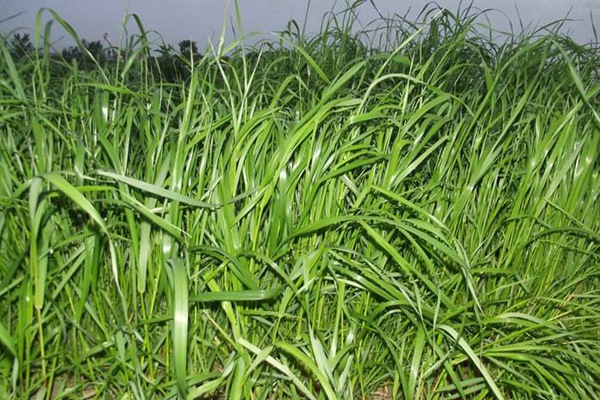 冬牧70黑麥草什么時間播種？播種方法有何技巧
