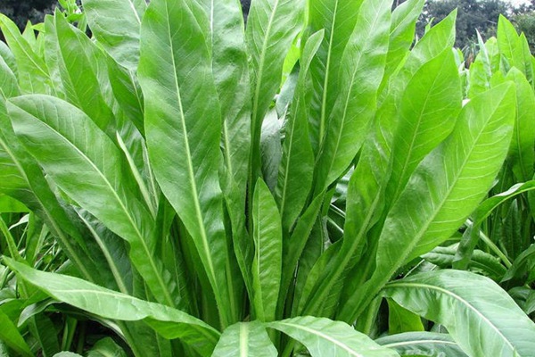 菊苣可以做飼草嗎？喂養(yǎng)方式是什么