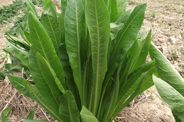 菊苣可以做飼草嗎？喂養(yǎng)方式是什么