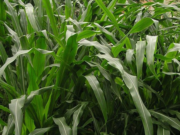 適合養(yǎng)牛飼草品種，有什么營養(yǎng)價(jià)值
