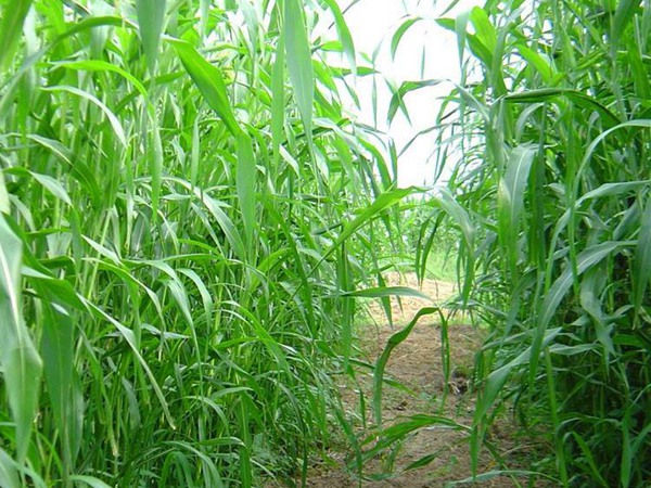 甜高粱有什么特點(diǎn)，如何種植