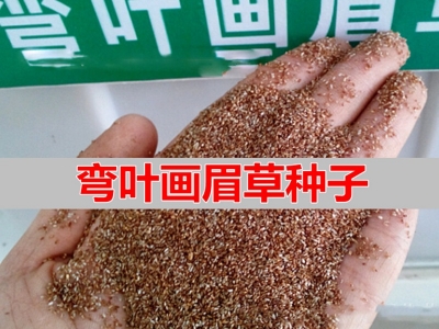 彎葉畫(huà)眉草種子