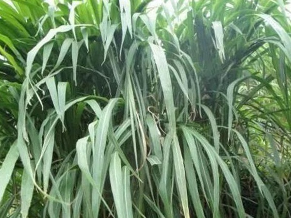 皇竹草種植經(jīng)濟(jì)效益是什么？有什么作用？