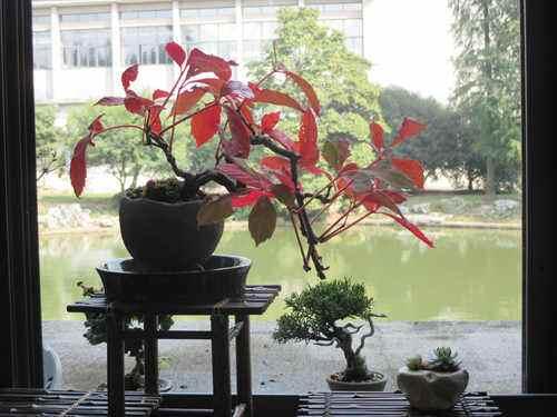 爬山虎也能做盆景？生長(zhǎng)能力比較好，抗旱能力不錯(cuò)