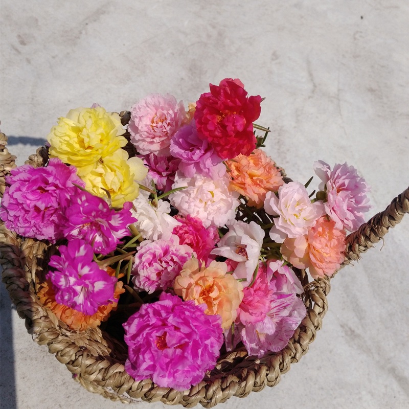 太陽(yáng)花