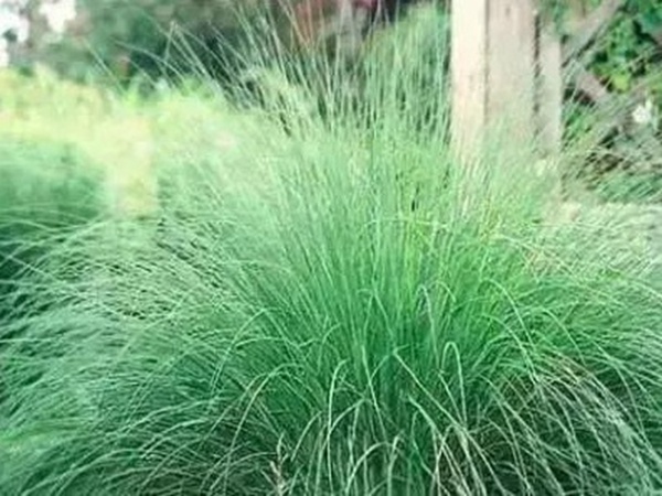 不同氣候地區(qū)怎么選擇綠化草種？有什么好的方法？