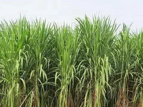 皇竹草種植經(jīng)濟(jì)效益是什么？有什么作用？