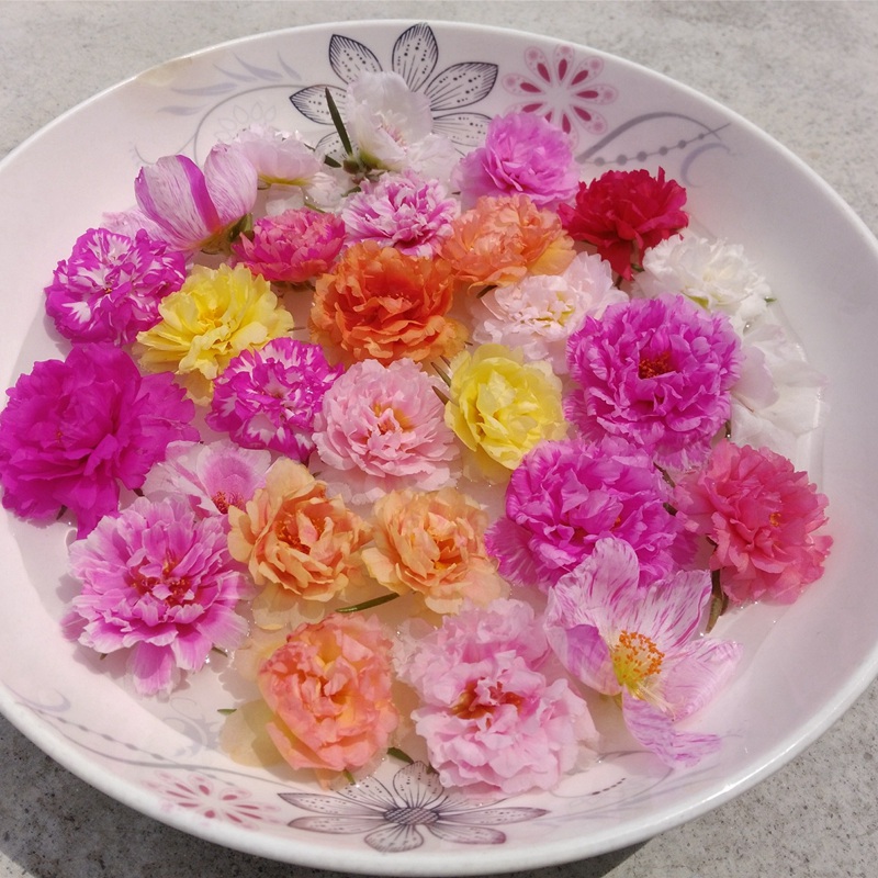 太陽(yáng)花