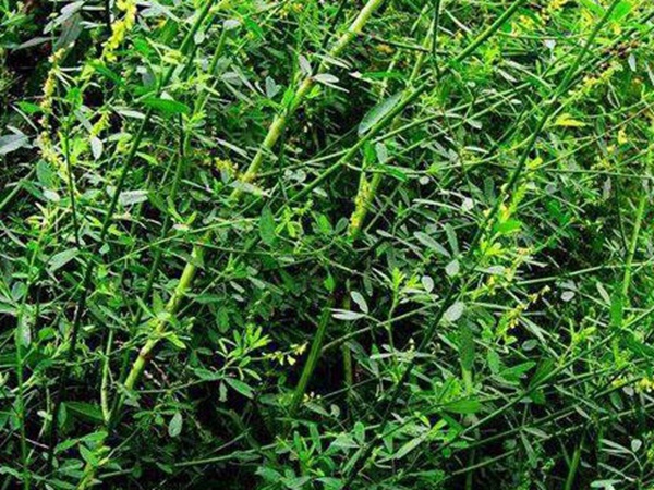 草木樨種子去哪里買(mǎi)比較好？育苗方法有哪些？