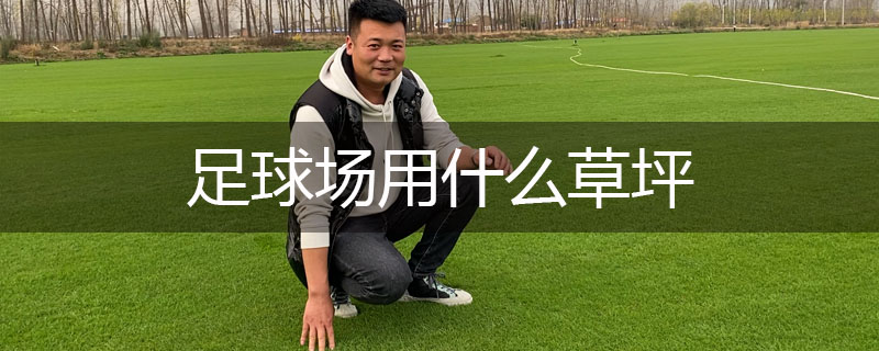 足球場(chǎng)用什么草坪