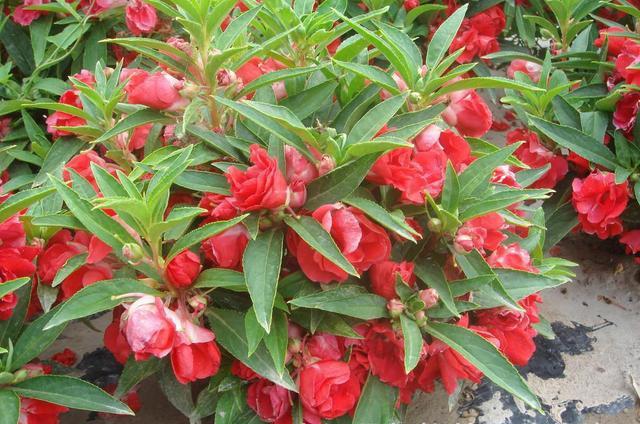 鳳仙花又叫指甲花，應該如何播種