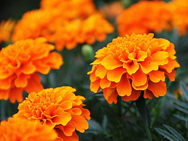 萬(wàn)壽菊