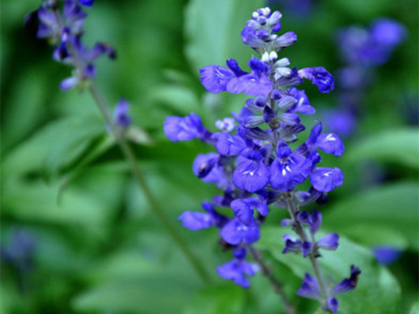 藍(lán)花鼠尾草開花能開多久
